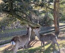 奈良の鹿の写真を提供します 鹿のなにげない表情を撮るのが得意です！ イメージ2