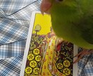 かわいい小鳥が占います 小鳥とアニマルコミュニケーターの占師によるカード占い イメージ2