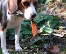 自然体を得意とするカメラマンが撮影代行します 何気ない日常や思い出の日を自然な姿で写真に残す イメージ5
