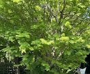 恋愛とは悩む事ではなく楽しむ事です！話し聞きます 女性限定！今日で悩む恋愛は終わりにしましょう！ イメージ8