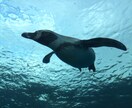 水族館で働きたい人！就職のコツ教えます イルカのトレーニング方法の秘密も、教えちゃうよ！ イメージ2
