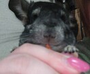 チワワやチンチラの話聞きます喋ります ★チワワやチンチラの可愛いお悩み・飼育相談も大歓迎です！ イメージ4