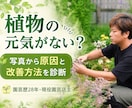 植物の写真から不調の原因と育て方を診断します 現役園芸店主が環境に合う改善方法を提案します イメージ1