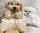 羊毛フェルトでうちの子作ります 【オーダーメイド】羊毛フェルト、うちの子オーダー イメージ1