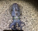 秋からが本番ヤエン釣り、アオリイカ釣り教えます イカの王様！美味なアオリイカ釣りのヤエン釣り教えます イメージ4
