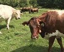 スイス留学の相談にのります スイス留学される方、ドイツ語圏へ留学される方の相談にのります イメージ2
