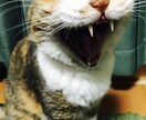 大切なペットのこと、なんでも相談乗ります 犬・猫・エキゾチック(わかる範囲)でなんでも相談乗ります！ イメージ1