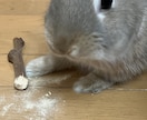 犬猫小動物｜生き物好きさんの相談や自慢話を聴きます トークルームで10通やりとり-通話と違い落ち着いてトーク可能 イメージ7