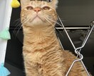 うちの子がいちばん！愛猫の自慢話聞きます 愛猫とのエピソード、特技、猫愛なんでもお話しください イメージ9