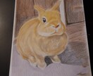 動物イラスト描きます 大切なペットやお気に入りの動物、心を込めて描きます！ イメージ1