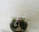 苔テラリウムワークショップレッスン致します 作る楽しみ＆愛でる楽しみもある癒しの苔テラリウム♡資材等込み イメージ4