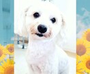 ペットロスやペットのお話し聞きます ペットは大事な家族ですからね♡ イメージ3