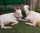 どんなお話も受け付けています 2日間チャットで色々話しましょう♪ イメージ1
