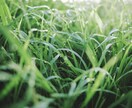 あなたの原点癒します 産土神さまを供養して”今”を力強く自由に生きる！ イメージ1