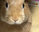 うさぎさんの可愛い写真提供します 我が家の可愛いうさぎの写真提供します！ イメージ3