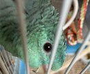 インコを初めて飼う方！雛を初めて飼う方！教えます 初めてインコを飼う方や初めて雛を飼う方必見！ イメージ6