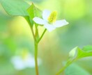 あなたを丸ごと優しく包み込むような存在があります オレンジの花から採れるネロリの香りで癒します(✿✿） イメージ7