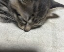 猫ちゃんの可愛い写真を送ります。ます 猫ちゃんだけじゃなくて牛さんの写真や季節の写真を送ります。 イメージ9