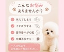 愛犬のお留守番、不安なお気持ちお聞きしますます お留守番が苦手な愛犬を一緒にサポートします イメージ2
