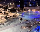 綺麗なお魚の写真を買うことができます 水族館の熱帯魚やクラゲ、金魚などです。 イメージ8