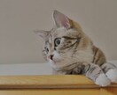 ペットリーディング承ります 大切なペット（亡くなった子も可）の気持ちをお届けいたします！ イメージ3