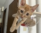 うちの子がいちばん！愛猫の自慢話聞きます 愛猫とのエピソード、特技、猫愛なんでもお話しください イメージ4