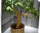世界でひとつの｢ペーパーフラワー｣ギフト作ります お部屋、お店、各種パーティーに癒しの空間を!【送料込】 イメージ6