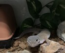 レオパードゲッコー飼育の悩み相談をできる限りします レオパードゲッコー飼育を考えてる方、飼育していて悩んでる方へ イメージ4