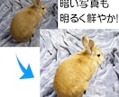 写真・画像の背景を切り抜き透過します 写真やイラストの背景を透明に！暗い写真も明るく鮮やかにします イメージ2
