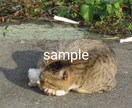 かわいい猫の画像データ提供します のら猫可愛いくて癒されますね。 イメージ1
