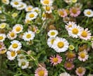 商用・商品化に使える花の写真素材を撮影します 色んな花を指定でき、幅広い用途で使えます イメージ3