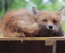 写真撮影、お好みにあった編集・加工を行います 自己紹介やサイト紹介画像に⭐︎イメージにあった画像を提供 イメージ1