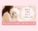 愛犬のお留守番、不安なお気持ちお聞きしますます お留守番が苦手な愛犬を一緒にサポートします イメージ5