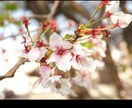 花のおしゃれなオリジナル写真素材を提供します WEBサイト・ロゴ・バナーなどに！4608 x 3456 イメージ8