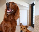 犬と一緒に楽しく暮らす工夫、アイデアをご提案します 掃除も世話も簡単にする工夫を図面やパースで作成します イメージ10