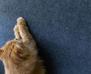 猫用商品撮影｜売れる広告写真撮影します プロ歴18年×猫歴20匹で高品質撮影 イメージ4