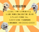 ペットのプロフィールカードを表裏で作ります 犬猫など大切なペットの情報を、預けるときに安心できる１枚に。 イメージ2
