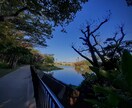 沖縄の風景や自然の写真の対象指定撮影を承ります 逆光に透過された葉の美、沖縄らしい写真 イメージ9