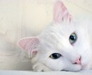 ふ〜りんがあなたと1時間チャットします 今は、声出しできないの？だったらチャットしよ？ イメージ10