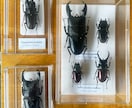その夏の感動を、標本という宝物にします その昆虫には、物語がある。。。 イメージ5
