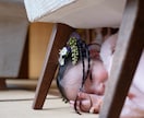 北陸3県！温かみのある七五三出張撮影をします ​【出張費込・土日祝同額】自然な笑顔の七五三を イメージ6