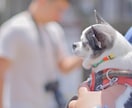 可愛い！ペット写真撮ります ペットの豊かな表情を！6hまで選択可能です！ イメージ5