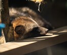 ペットのかわいい写真を撮ります 大切なペットの最高の1枚を残しませんか？ イメージ6