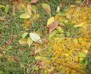 素材としての写真をご提供いたします 四季や風景の素材を探している方にぴったりな写真です。 イメージ9