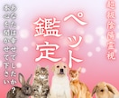 愛するペットの霊視鑑定｜丁寧にお伝えします 最愛のペットが抱えている想い・本音・ご縁・相性を視ます。 イメージ1