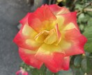 風景、花の画像提供します 風景、花、日常の写真提供します。 イメージ3