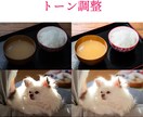 画像加工・レタッチ・簡易バナー制作まで承ります EC物販やチラシに！高クオリティな画像で差をつける！ イメージ4