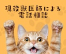 愛犬、愛猫の健康相談や病気相談承ります あなたの家族である愛犬・愛猫の悩みについてお答えします。 イメージ4