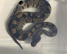 現役ショップ店員がペットに関するご相談承ります 犬猫はもちろん両生爬虫類、淡海水魚類、鳥、昆虫大丈夫です！ イメージ4