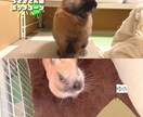 切り抜き動画編集します カット/BGM/SE/テロップ対応も可能 イメージ3